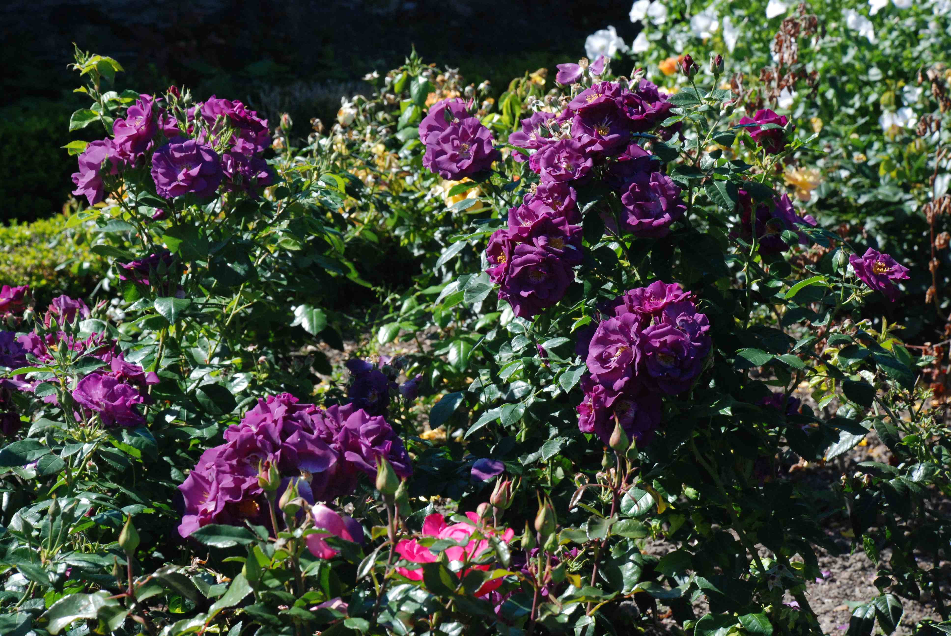 Как выращивать фиолетовые розы и какие сорта выбрать