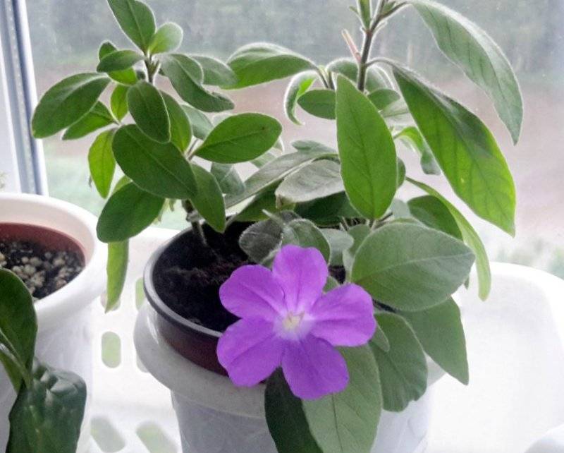 Руэллия — выращивание цветка дома или офисе
