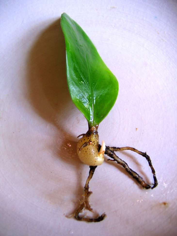 Размножение замиокулькаса: как размножить растение в домашних условиях листочками, ветками и клубнями