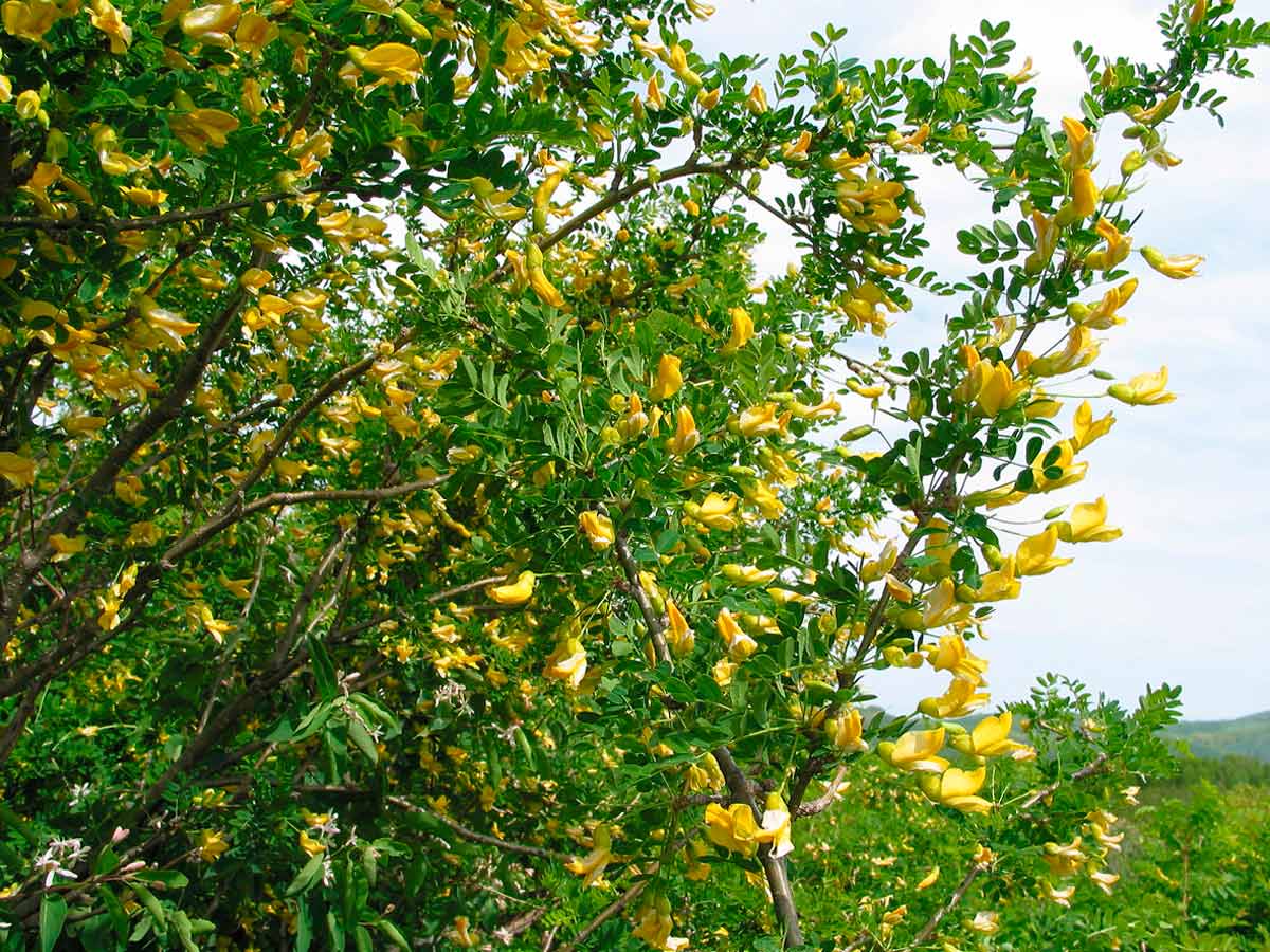 Кустарниковая акация: желтая и белая, описание, это дерево или кустарник?