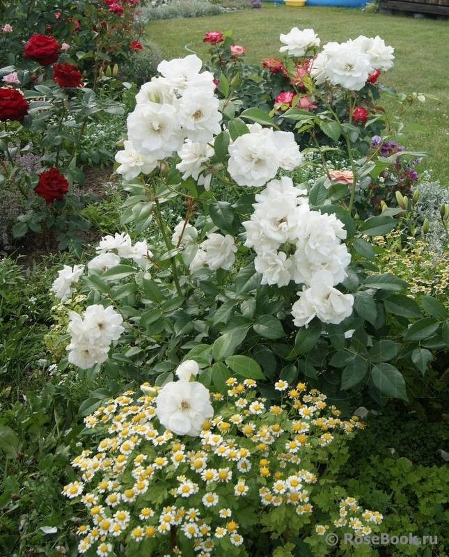 Белая плетистая роза: сорта + фото