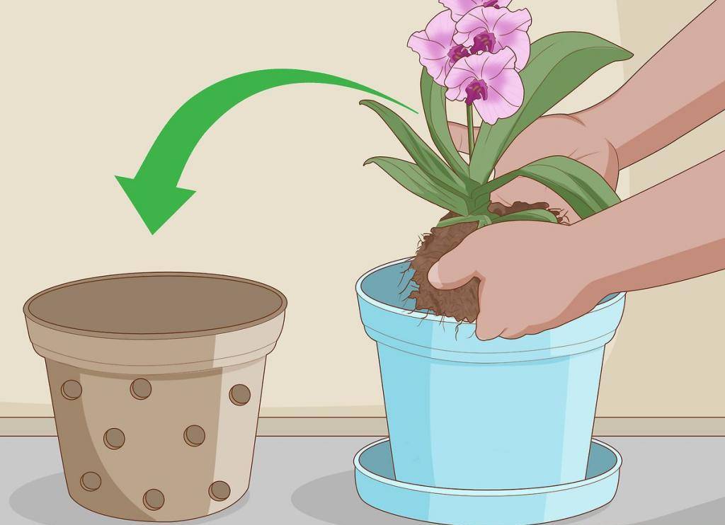 Как правильно подобрать горшок для комнатных растений?