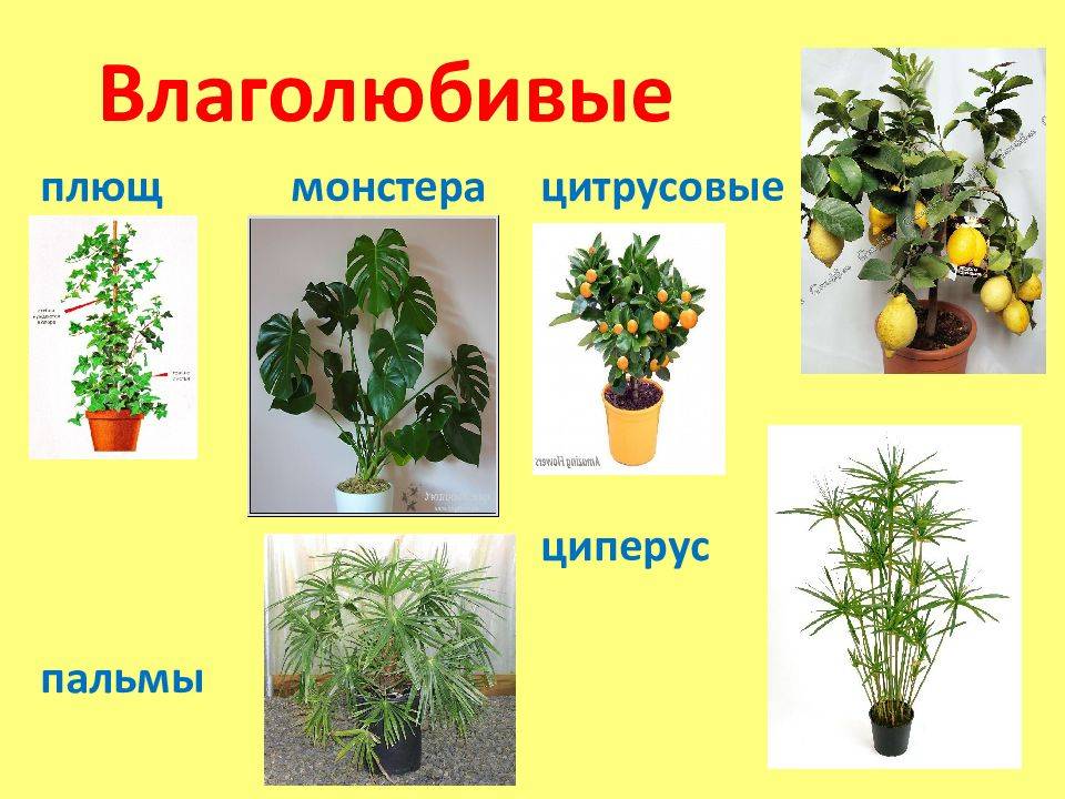 ✅ выбор влаголюбивых растений для сада - сад62.рф