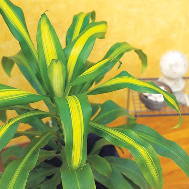 Панданус: уход в домашних условиях, можно ли держать цветок в комнате, краткое описание сортов, как размножить пальму и есть ли от неё польза или вред?