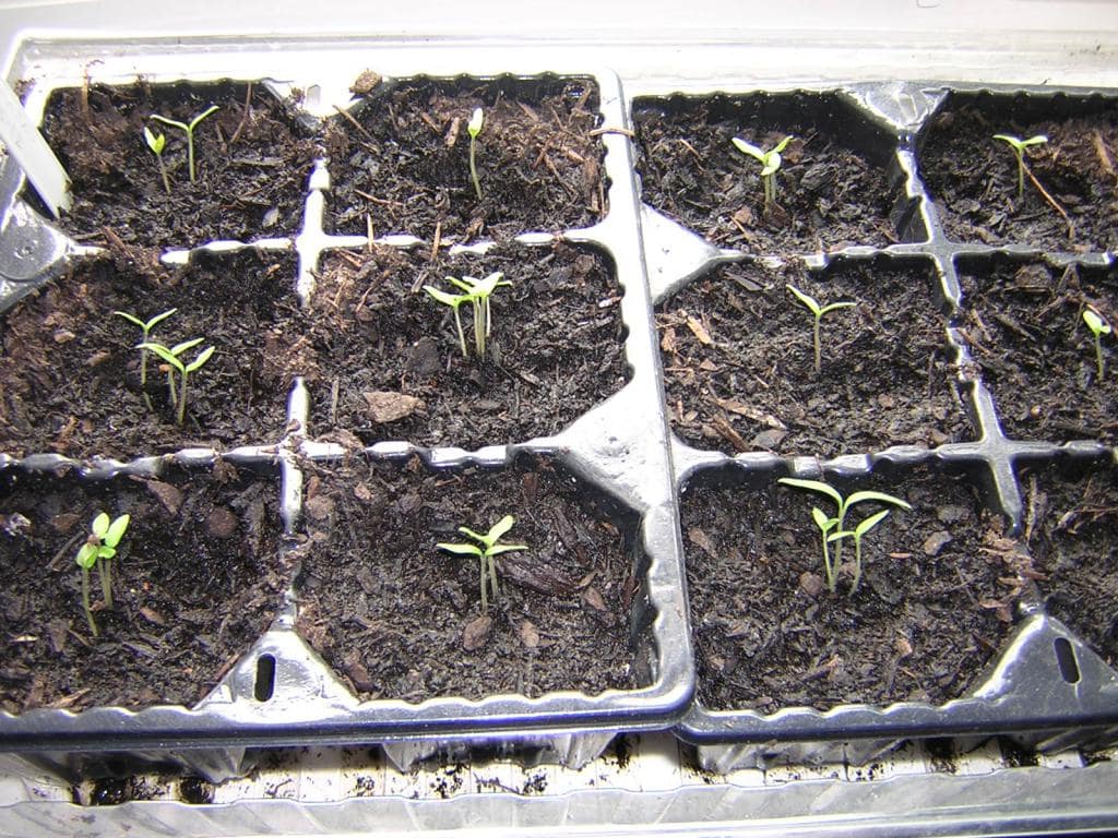 Выращивание клематиса из семян: посадка на рассаду в домашних условиях, в открытый грунт