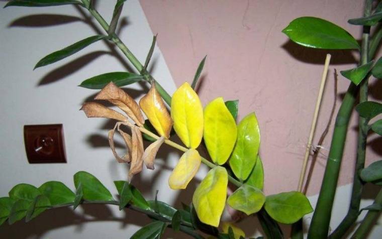 Почему желтеют листья у замиокулькаса: причина, что делать