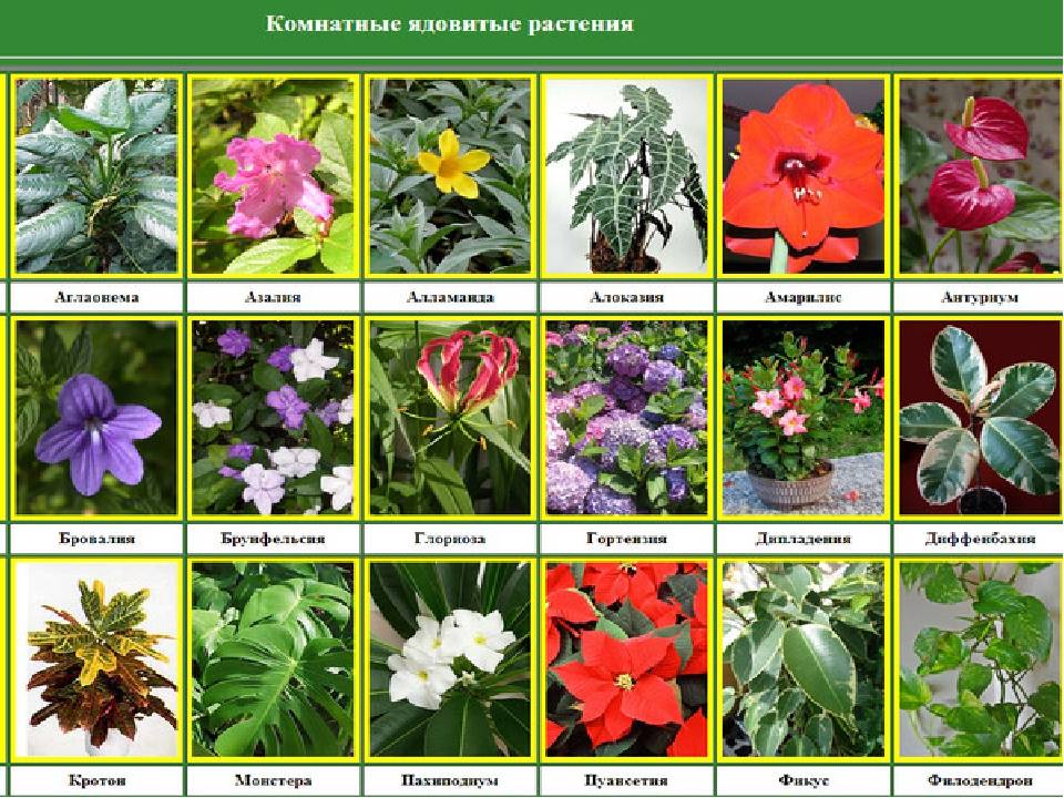 Подборка многолетних цветов для дачи с фото, названиями, описанием и рекомендациями по уходу