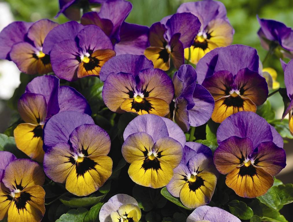 Цветы виола: многолетние и однолетние, выращивание из семян, посадка и уход