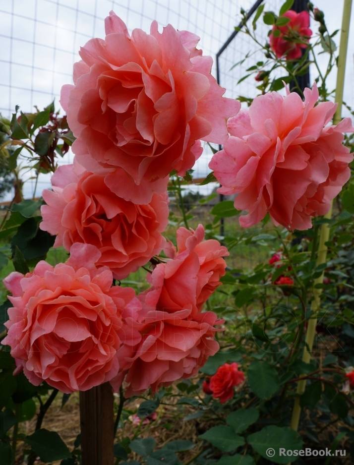 Alibaba роза плетистая отзывы - дневник садовода