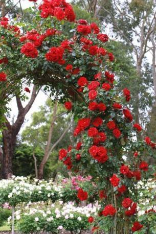 Плетистая роза алоха ‘aloha’ ® — любить, сочувствовать, жалеть
