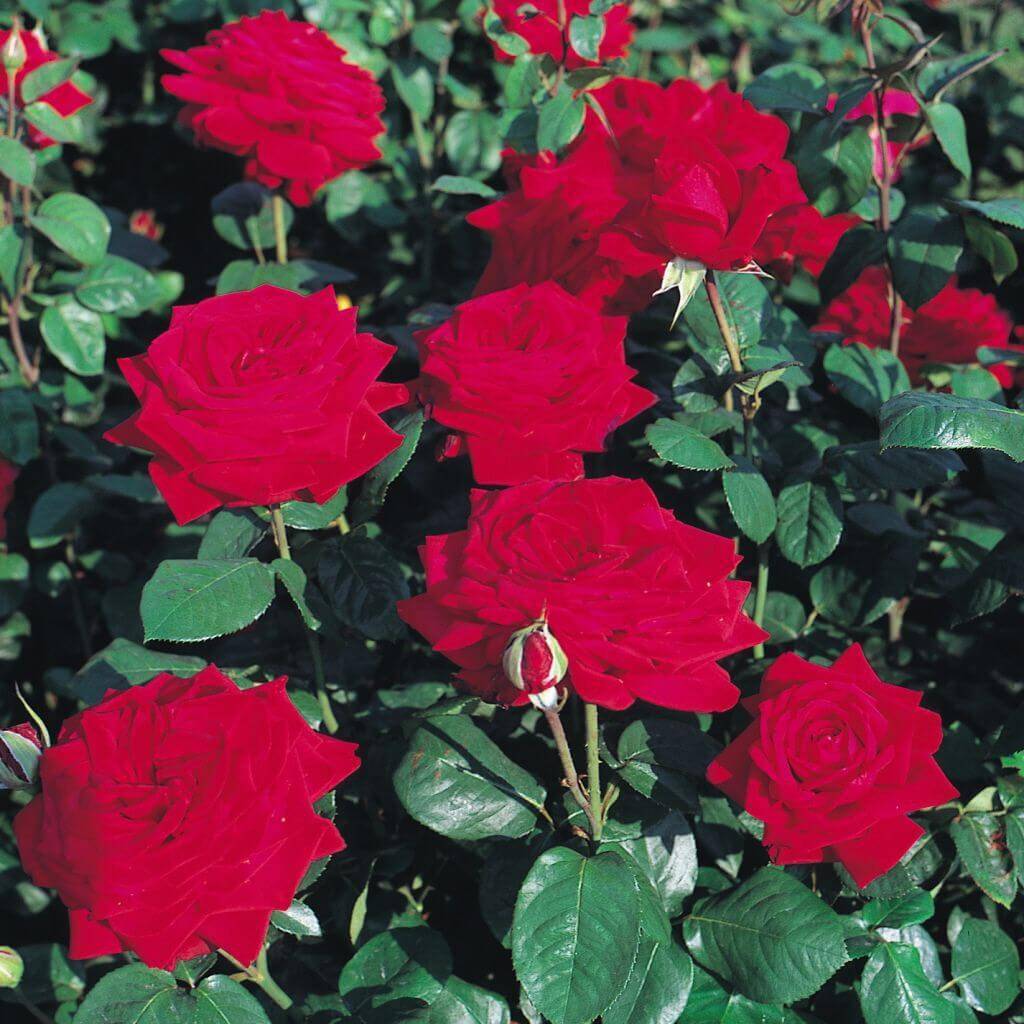 Посадка и уход за чайно-гибридной розой сорта бургунд 81: как выращивать цветок