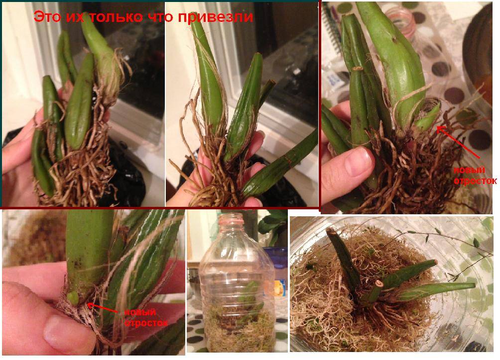 Орхидея каттлея: уход в домашних условиях, фото, размножение, пересадка