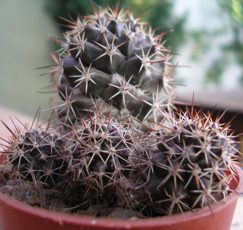 Эффектные кактусы рода маммиллярия: уход за растением в домашних условиях, описание и фото популярных видов