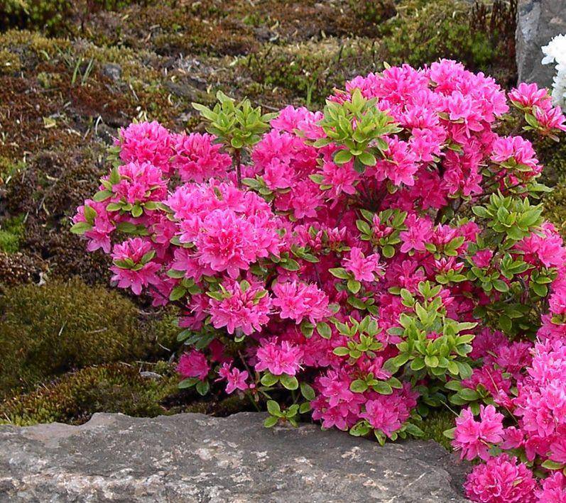 Почему не цветет рододендрон?: группа декоративные деревья и кустарники
