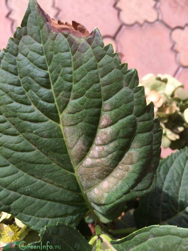 У гортензии бледные листья – почему такое происходит