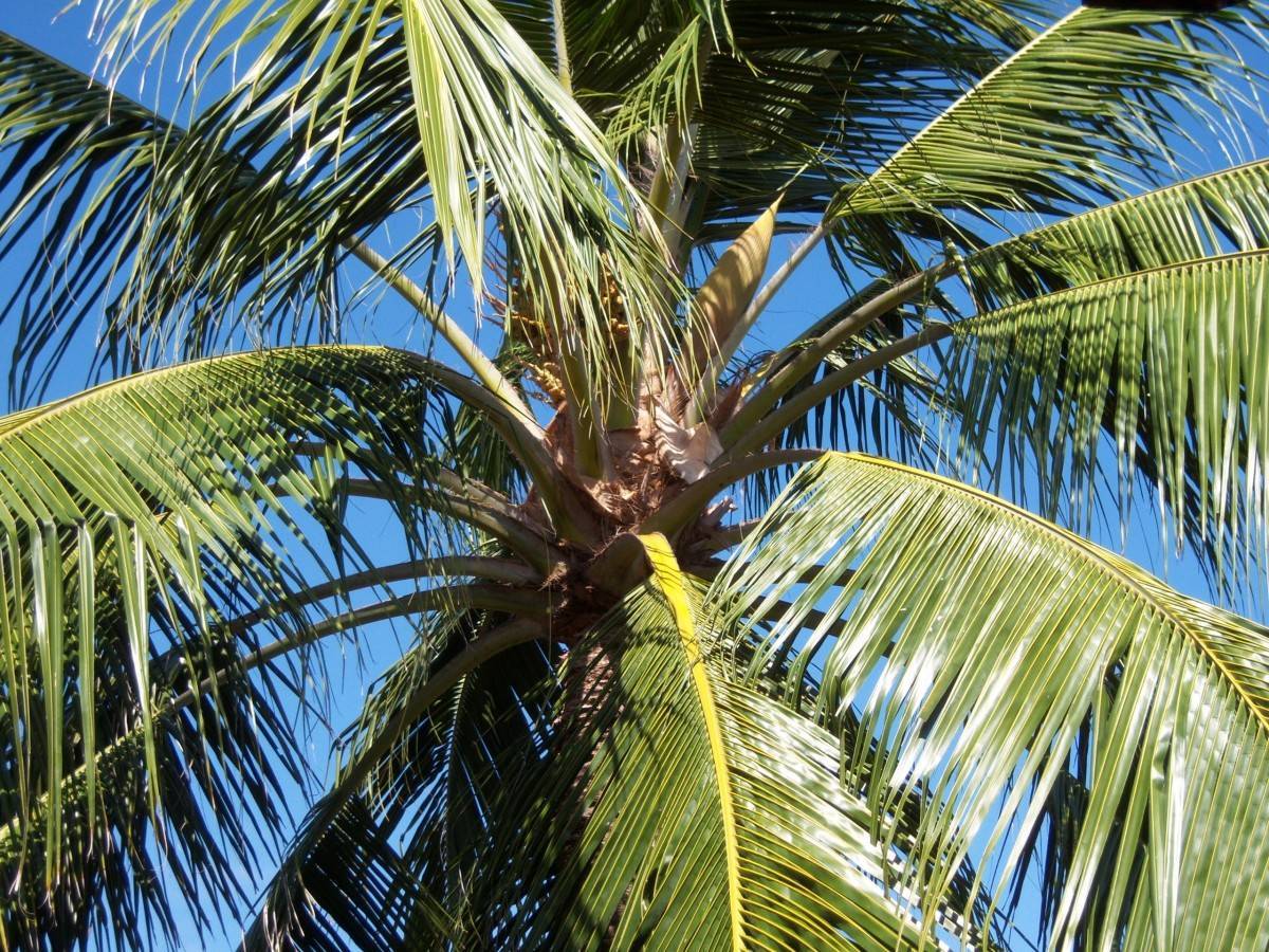 О правилах выращивания и размножения кокоса, советы и рекомендации
