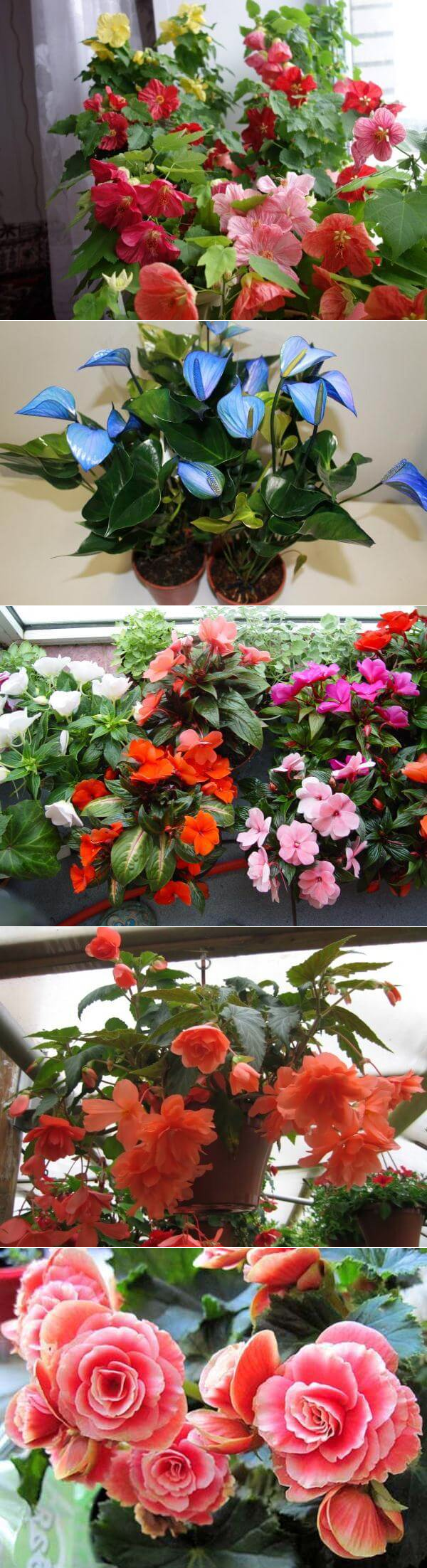 Домашние цветущие комнатные цветы, названия цветов с фото