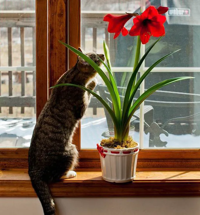 Какие домашние растения могут быть ядовиты для кошек