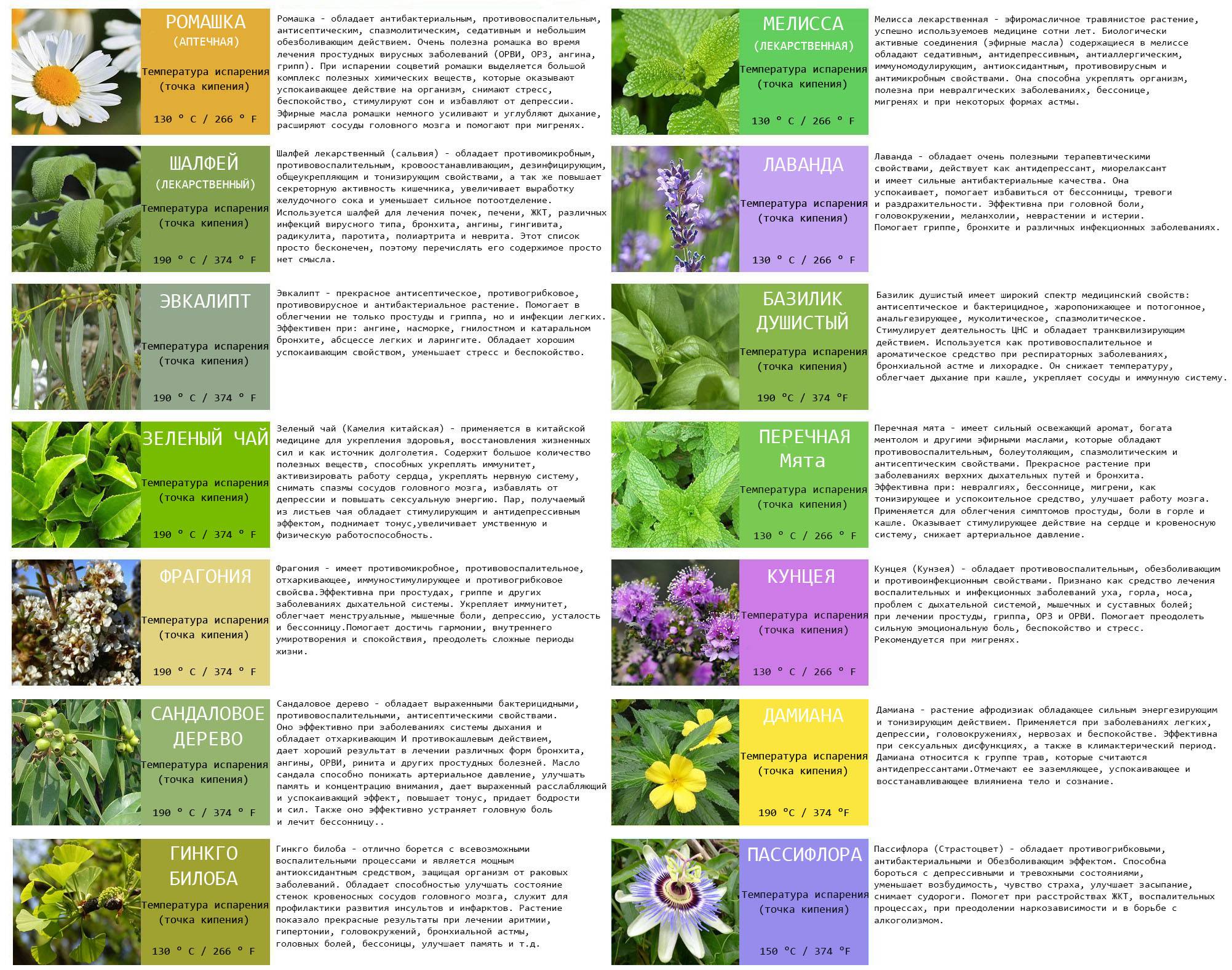 Виды трав: список названий с описанием полезных лечебных свойств