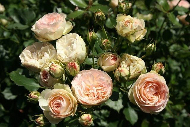 Роза флорибунда: посадка, уход и выращивание. сорта c фото.