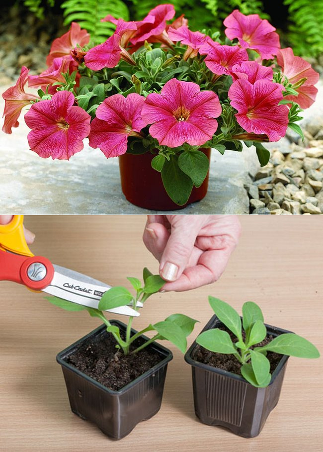 Как правильно прищипнуть петунию для обильного цветения: пошагово с фото и видео