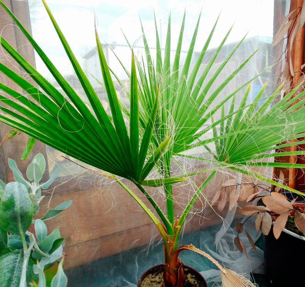 Вашингтония: выращивание пальмы из семян и уход за ней в домашних условиях, описание комнатного растения и фото сортов нитеносная (нитчатая), робуста