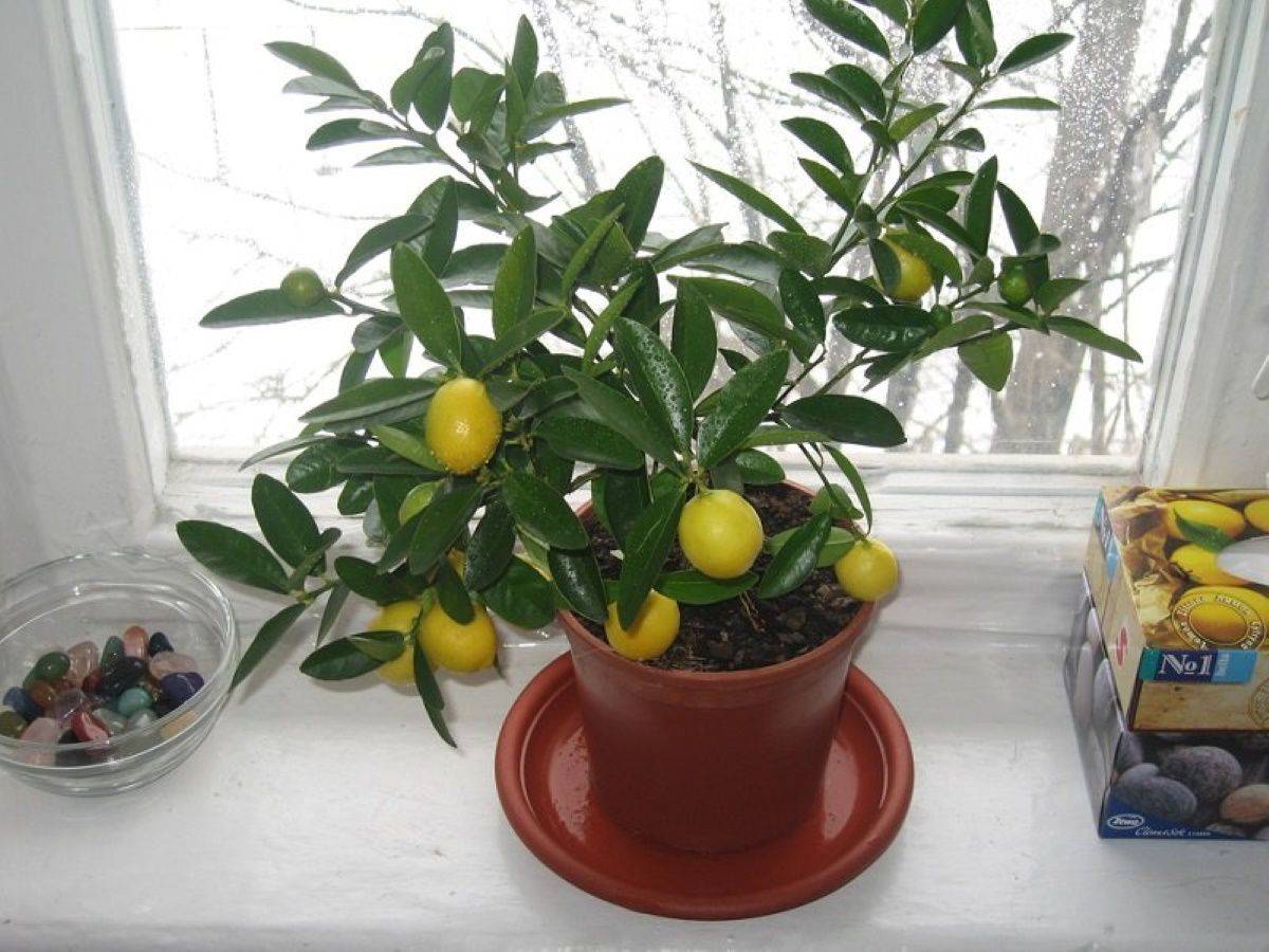 Лимон: описание, уход, выращивание из косточки в домашних условиях, рецепты витаминного сока и лимонада (фото & видео) +отзывы