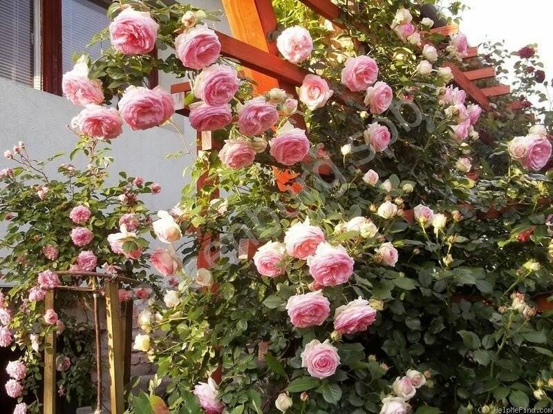 Роза Эден Роуз (Eden Rose) — описание и характеристики сорта