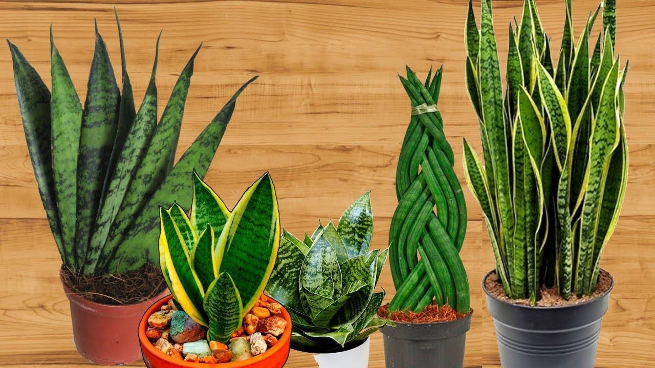 Сансевиерия, сансевьера, щучий хвост или тещин язык - самое неубиваемое растение для вашего дома