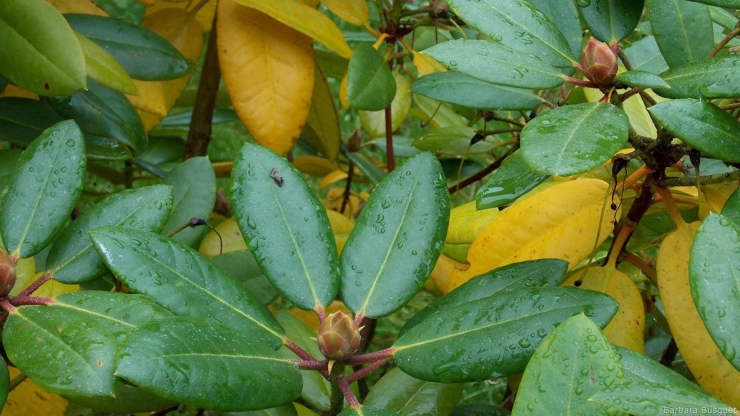 Основные причины, почему у рододендрона желтеют листья, бутон, стебель. как спасти растение?