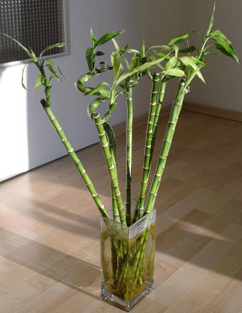 Бамбук комнатное растение. уход. как закрутить в домашних условиях