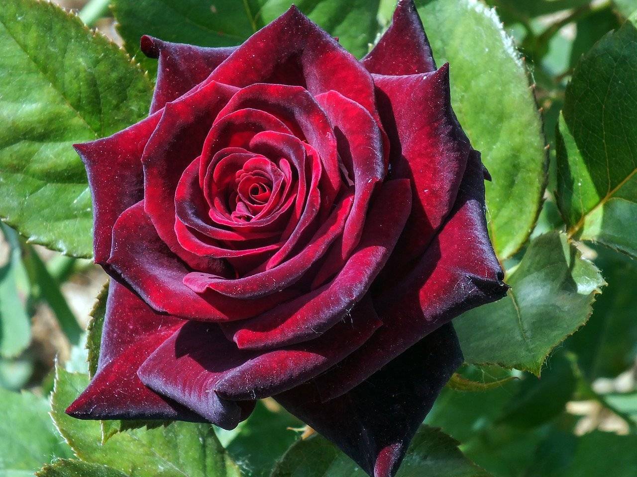 О розе prince jardinier: описание и характеристики сорта, уход и выращивание