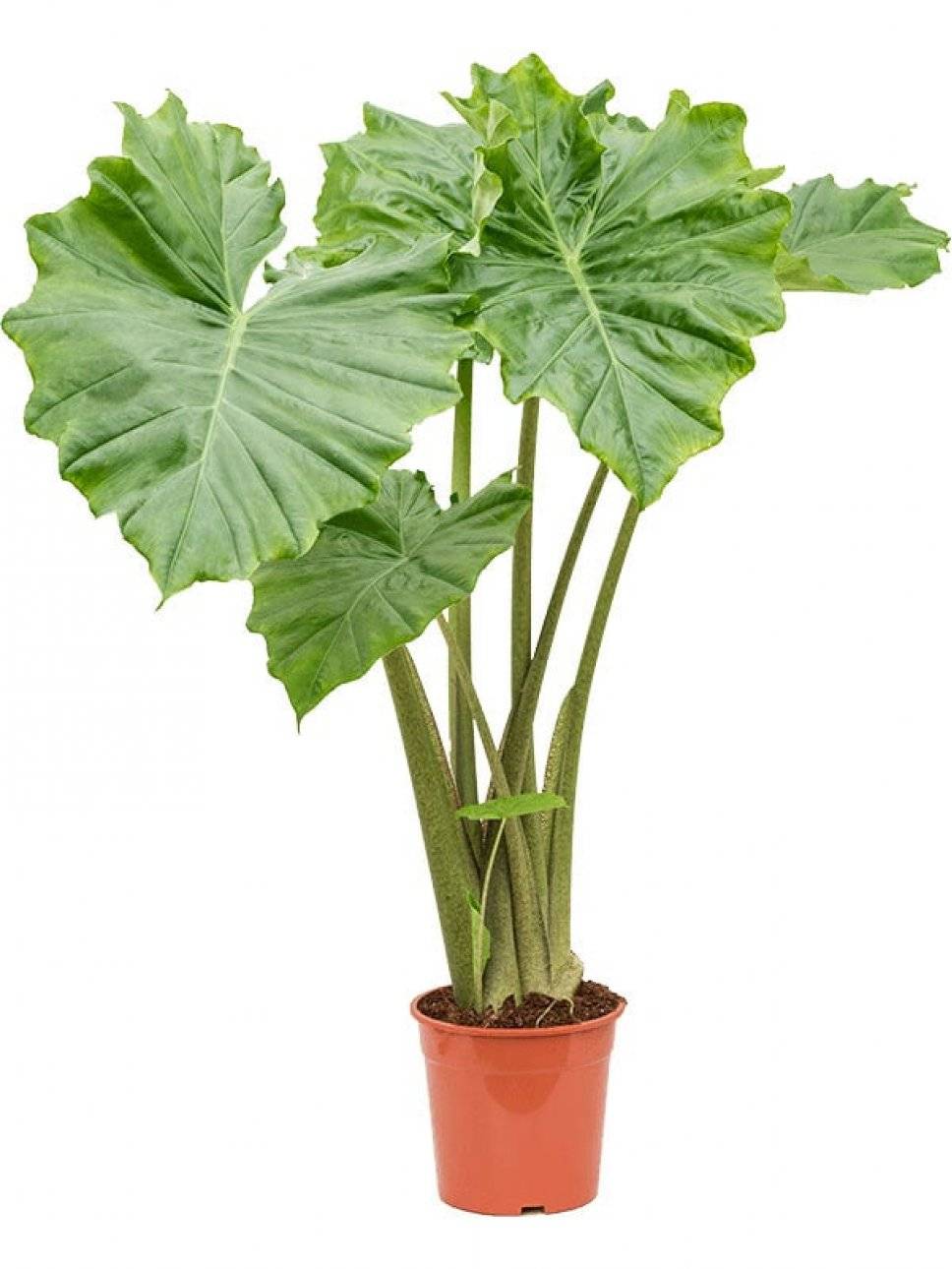 Алоказия медно-красная - комнатное растение: фото и описание цветка, правила посадки, ухода и размножения