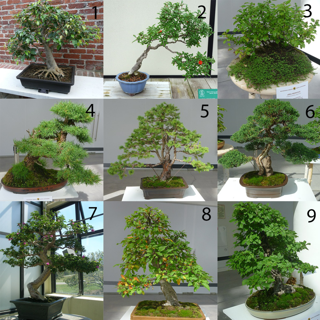 Бонсай дерево — виды, выращивание и уход в домашних условиях