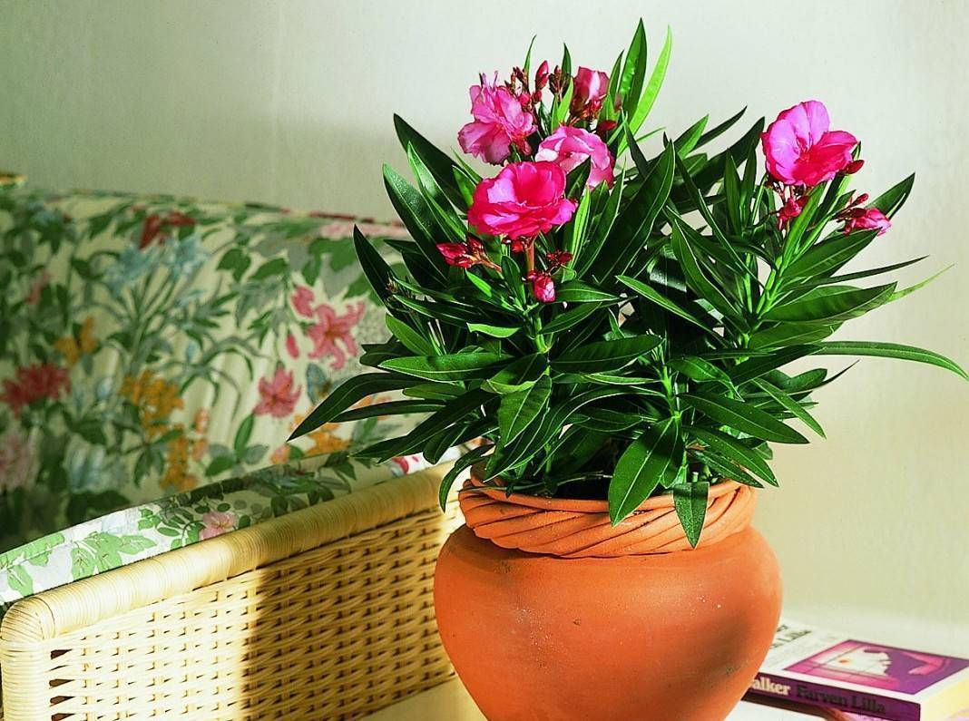 10 ароматных растений для дома, которые смело использовать вместо освежителя