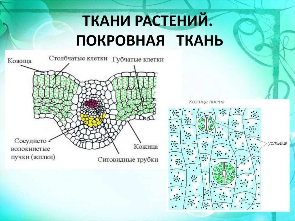 Конспект "растительная клетка и ее строение" - учительpro