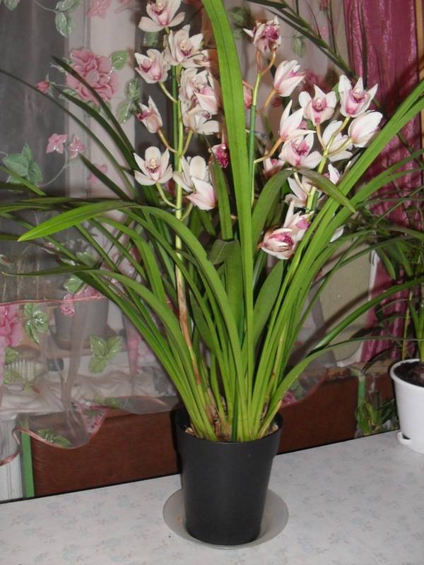 Орхидея цимбидиум, уход в домашних условиях, цветение, пересадка и размножение