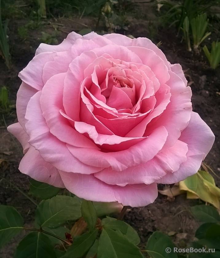 Чайно-гибридные розы посадка и уход, посадка розы выращивание