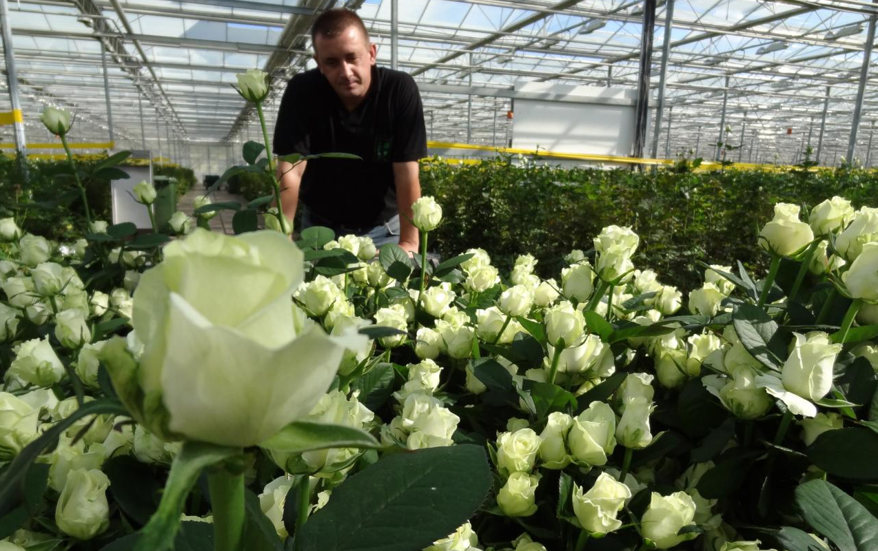 Голландские розы — сорта, как выращивают