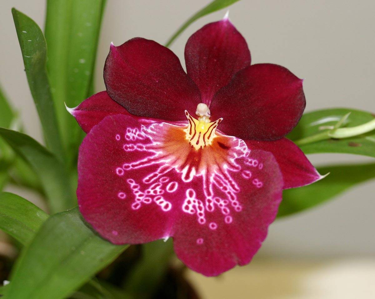 Мильтония – виды орхидеи с названием и фото, особенности ухода, размножения и пересадки цветка в домашних условиях