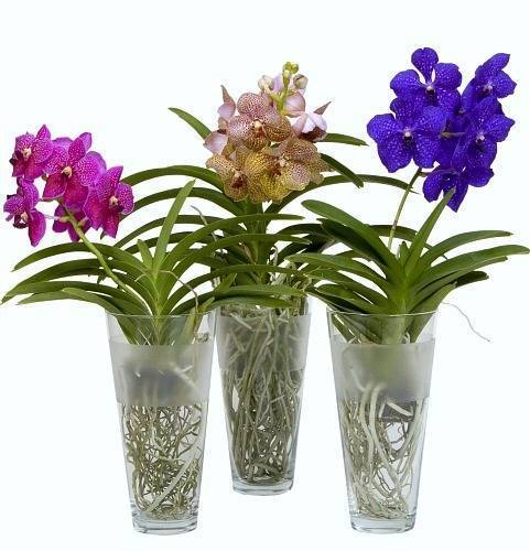 Пошаговая пересадка орхидеи фаленопсис в домашних условиях, особенности выбора горшка и грунта - цветочки
 - 1 февраля
 - 43955171687 - медиаплатформа миртесен
