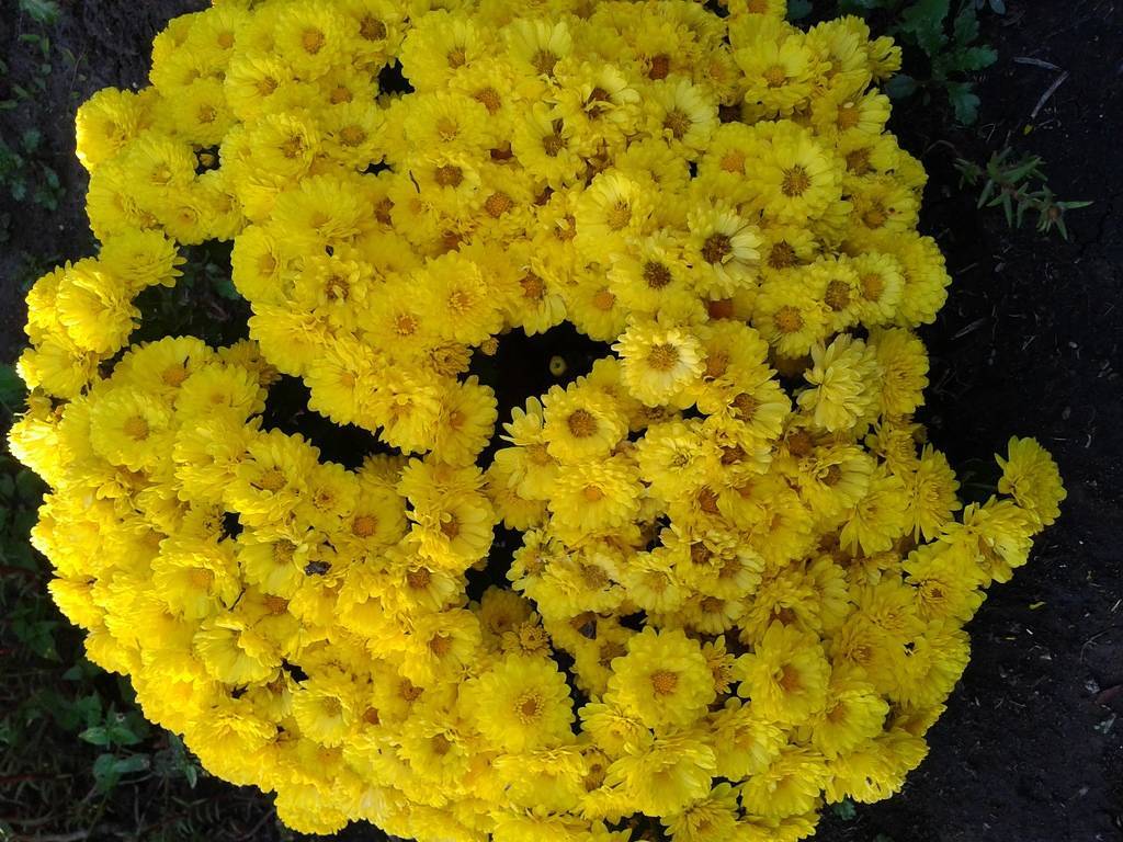 Прекрасные хризантемы “мультифлора”: выращивание по всем правилам