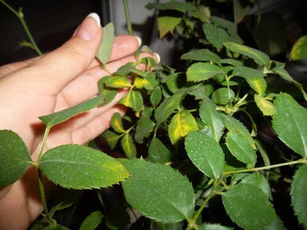 Почему желтеют листья у диффенбахии: причины и методы борьбы