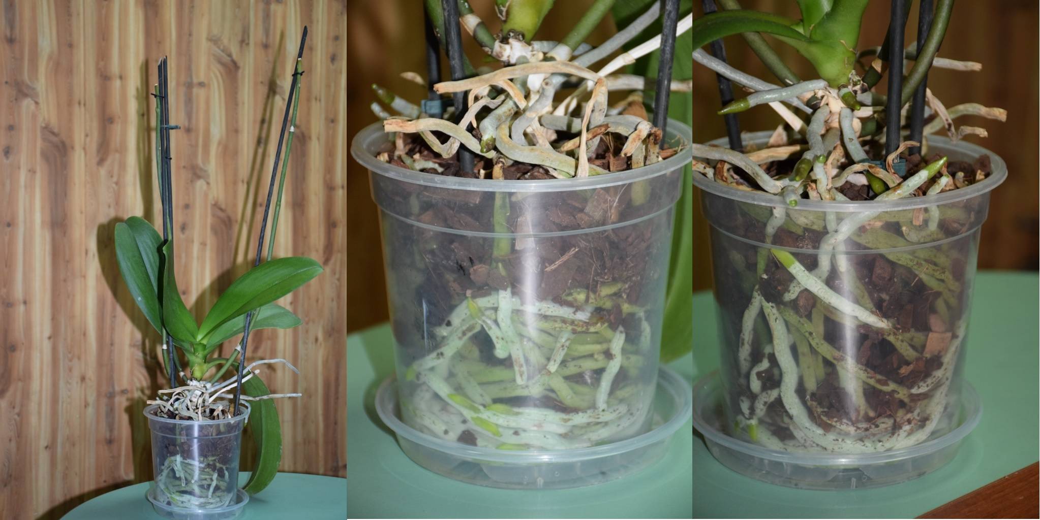 Пошаговая пересадка орхидеи в домашних условиях: правила и особенности пересадки