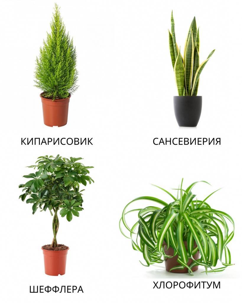 Растения, очищающие воздух: 16 вариантов для помещений