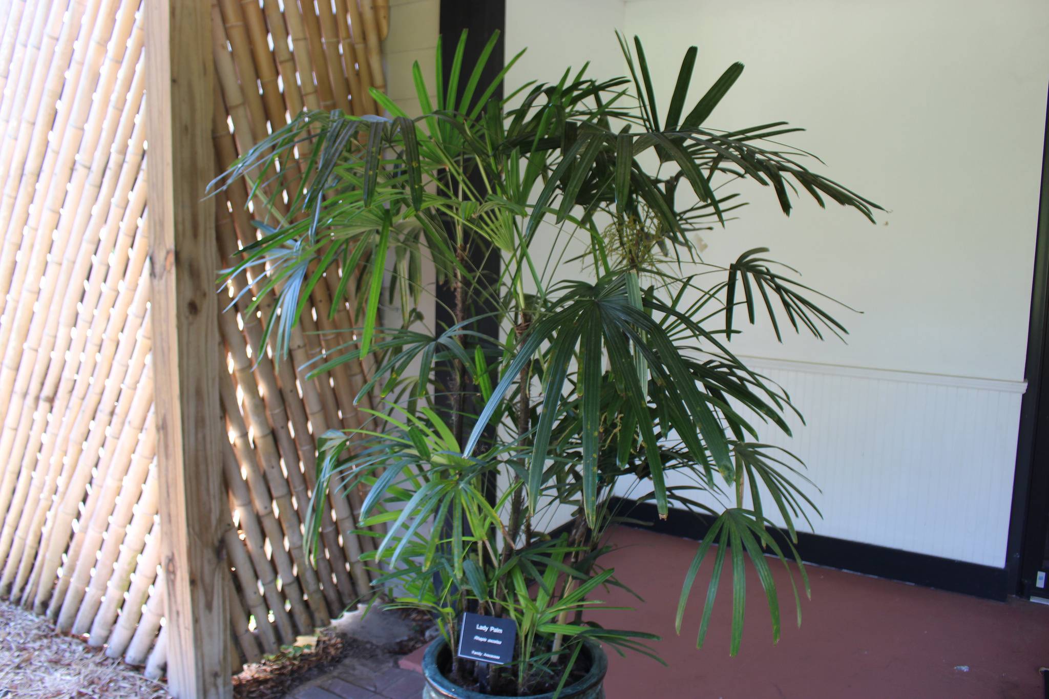 Бамбуковая пальма рапис. уход в домашних условиях. фото — ботаничка