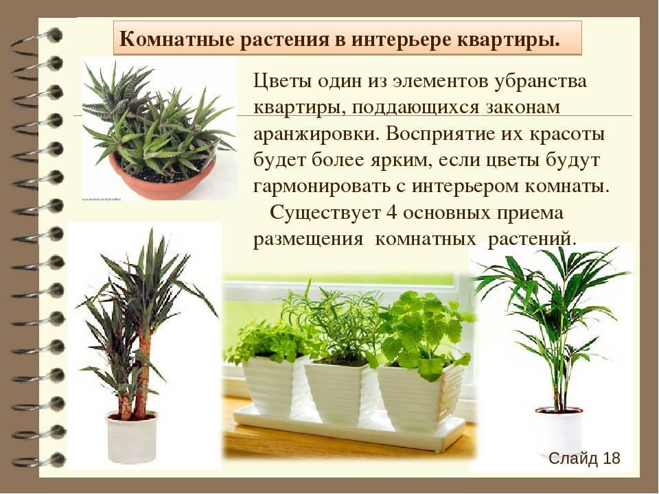 Плодовые комнатные растения: как вырастить плодово-ягодный сад в квартире