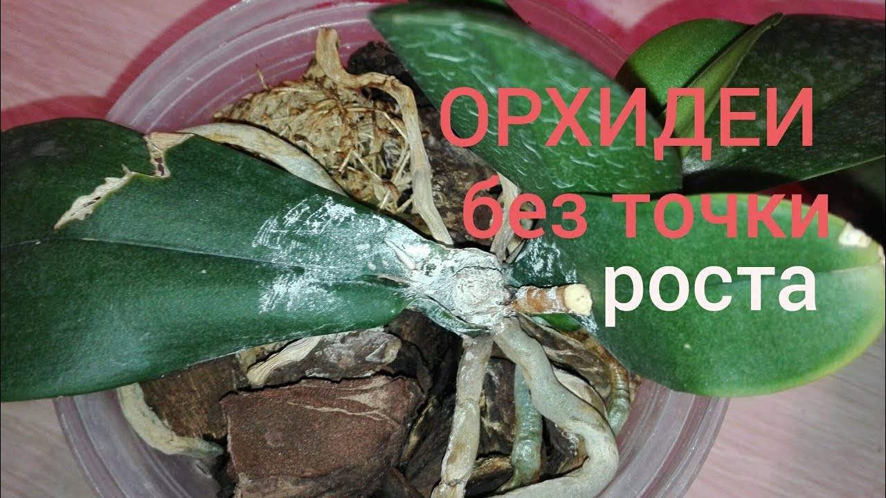 Почему у орхидеи не растут новые листья: основные причины и как стимулировать растение