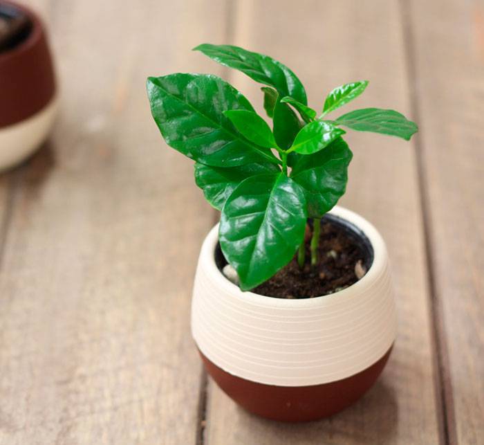 Выращиваем дома кофейное дерево: бонсай и не только