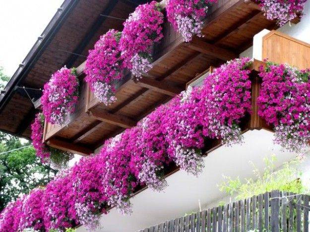 Как вырастить кустовые и ампельные петунии на балконе